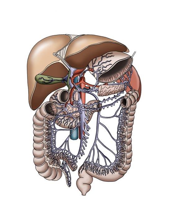 Körper organe des mannes im Welche Organe