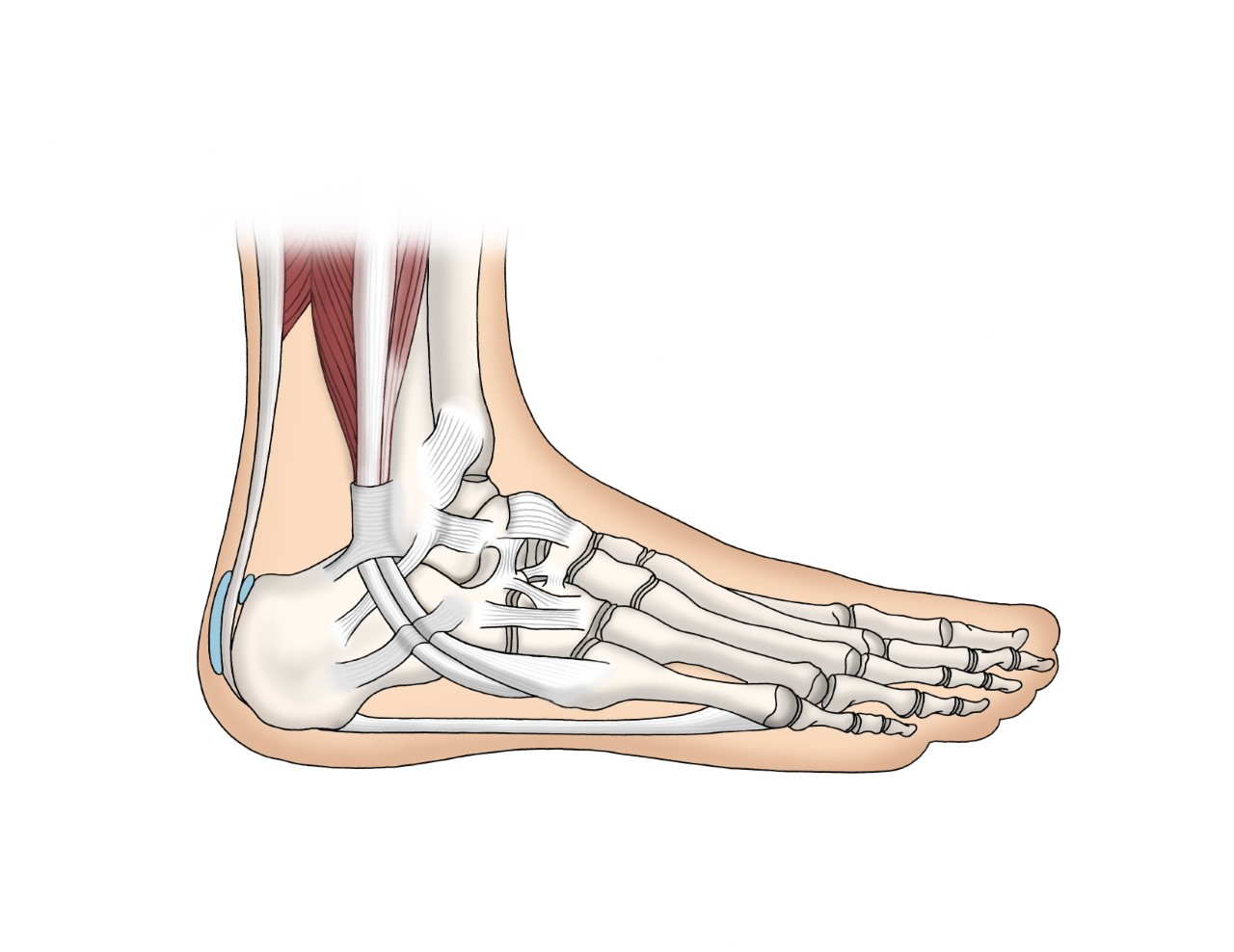 Fersenanatomie